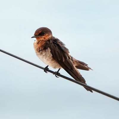 BIRDS