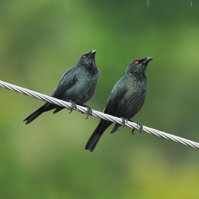 BIRDS 