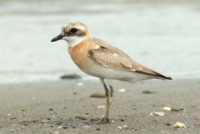 TIBETAN SAND PLOVER - DSCF0071x.jpg