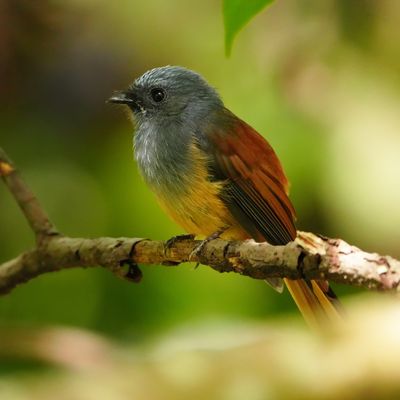 BLUE-HEADED FANTAIL - BYZ01537x.jpg