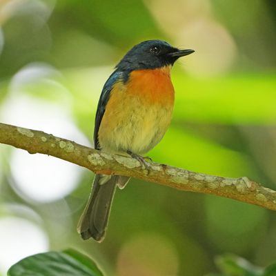 PHILIPPINE BLUE FLYCATCHER - BYZ00593x.jpg