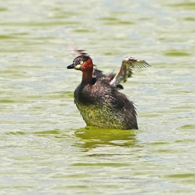 LITTLE GREBE - BYZ01580x.jpg