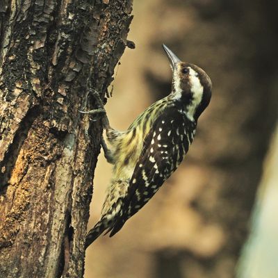 PHILIPPINE PYGMY WOODPECKER - DSCF4301a.jpeg