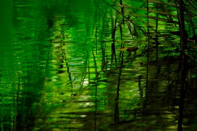 ARAWANG LARAWAN : ONE PHOTO A DAY