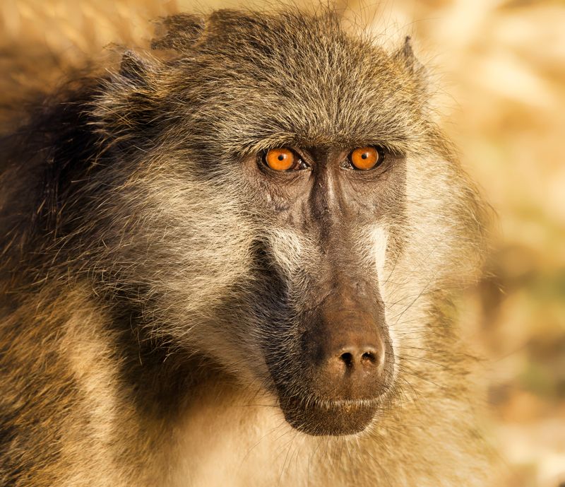 Chacma Baboon 