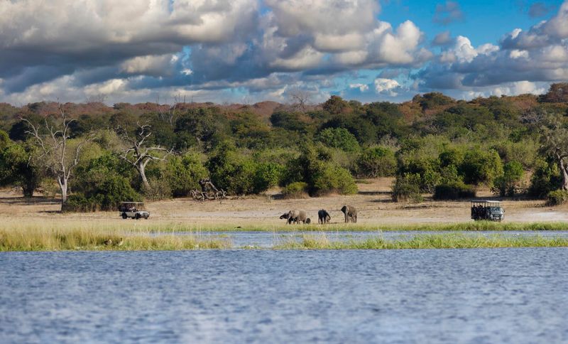 Safari 4 Elephants