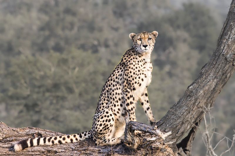 Cheetah