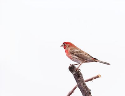 House Finch Male March 2023