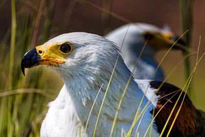 African Fish Eagles