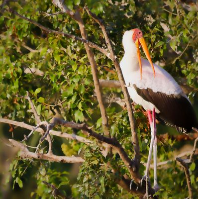 Stork Preening