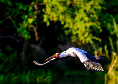 African Yellow Beak Stork in flight