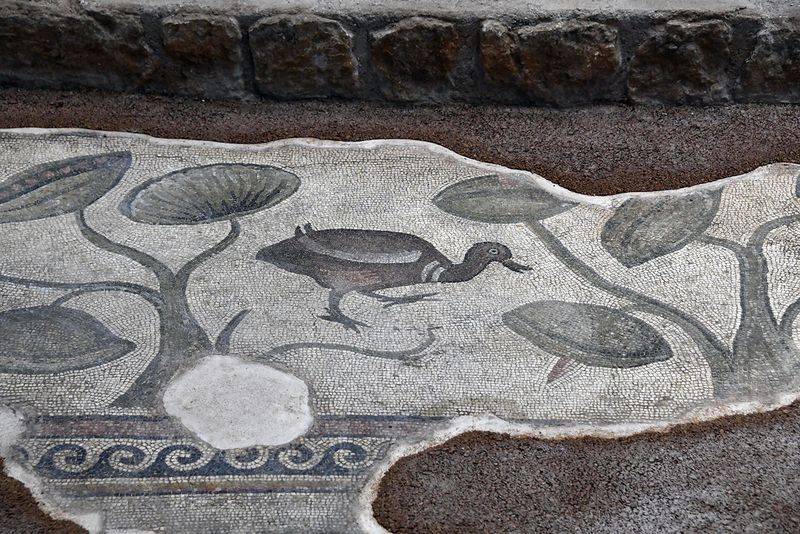 Urfa Haleplibahe Mosaic Museum Achiilles mosaic border 2024 7424.jpg