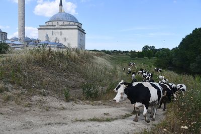 Complex Cows at II.Bayezit Kprs in 202 5710.jpg