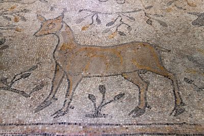 Gaziantep Zeugma Mosaic Museum Koçlu mosaic in 2024 7961.jpg