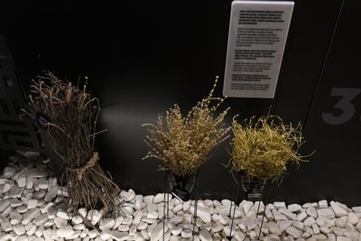 Kayna Sabun ve Pekmez Müzesi in 2024 Molasses related 8132.jpg