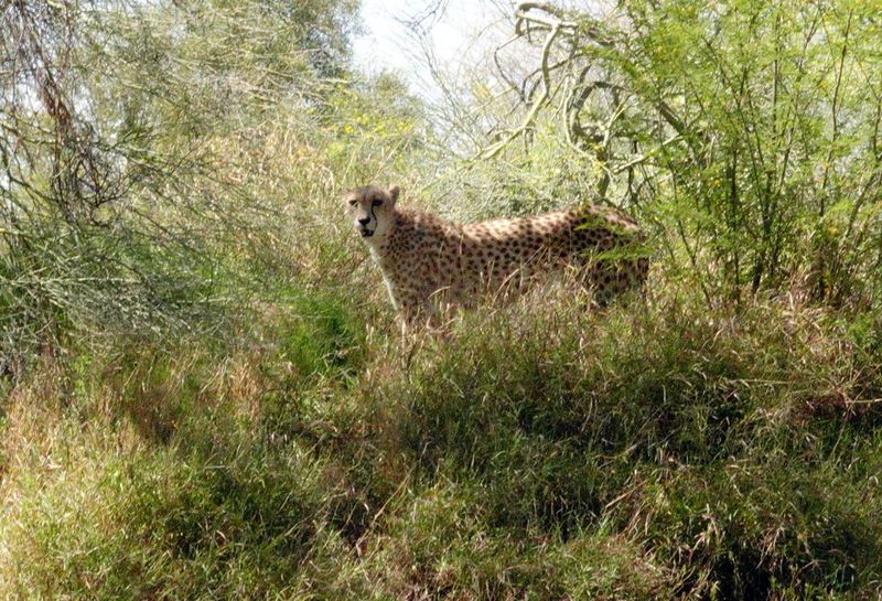 Cheetah 
