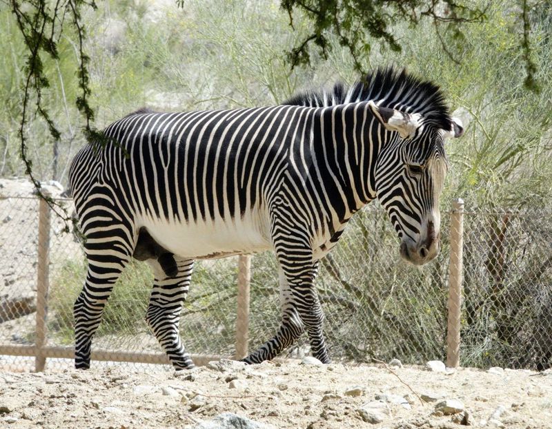 I believe this is a Grvys Zebra