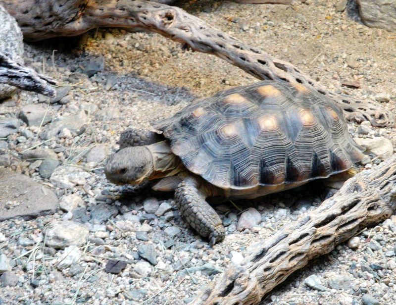 Desert Tortoise
