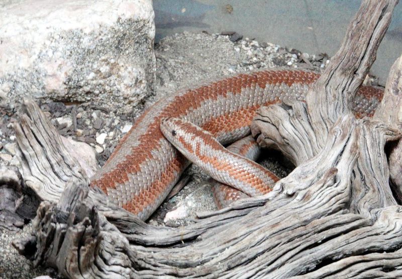 Rosy Boa