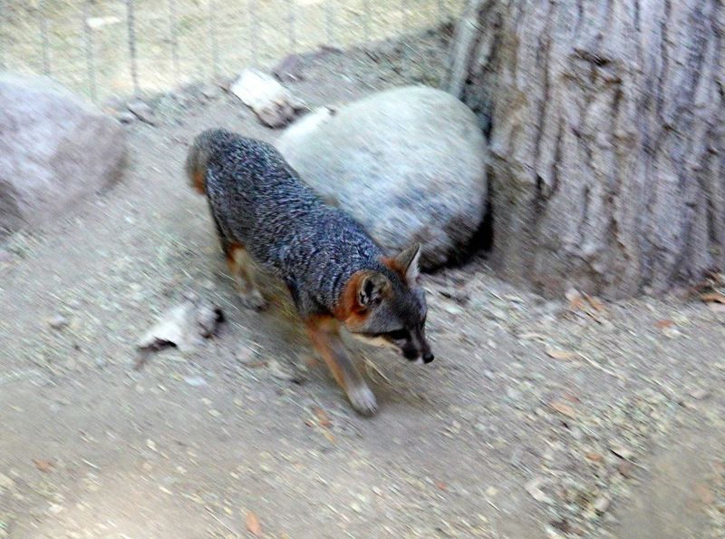 Island Fox