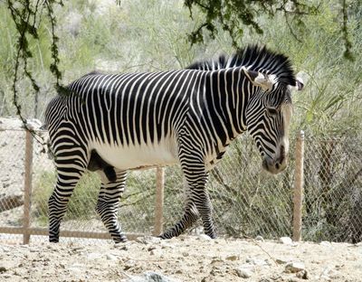 I believe this is a Grvy's Zebra