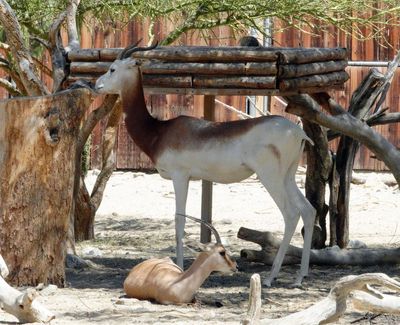 Red-necked Gazelle