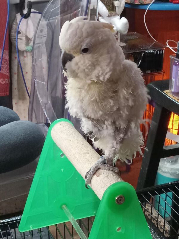 Whisper the cockatoo
