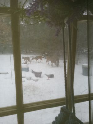 Four Deer In The Yard