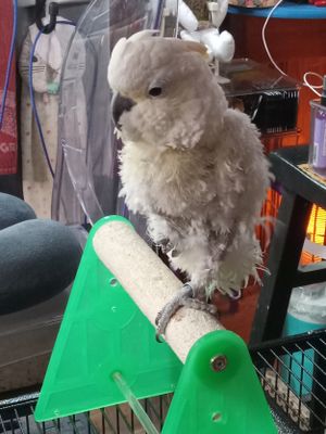 Whisper the cockatoo