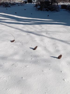 The Pine Cone Parade