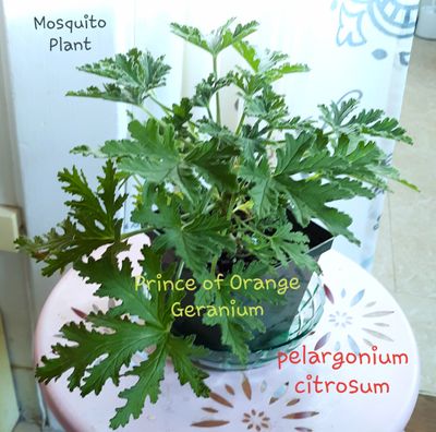 Citrosa Geranium