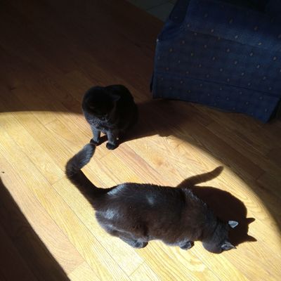 Black cats and shadows