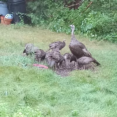 The turkeys are here