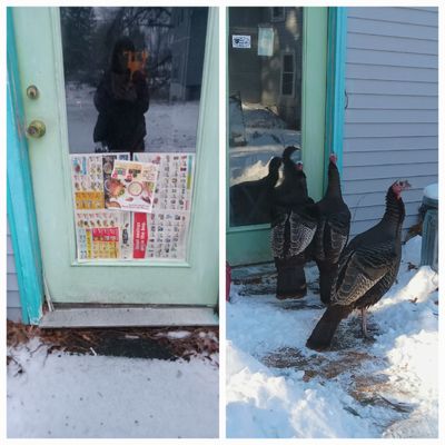 The Turkeys Loved Their Reflections