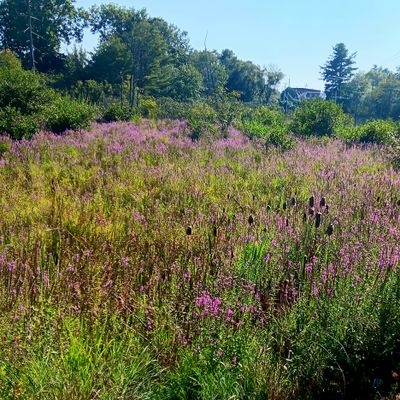 Cattails and...purple stuff 