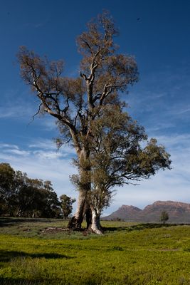 Cazeneaux Tree.jpg