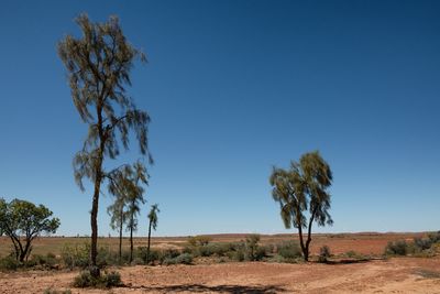 Waddi trees.jpg