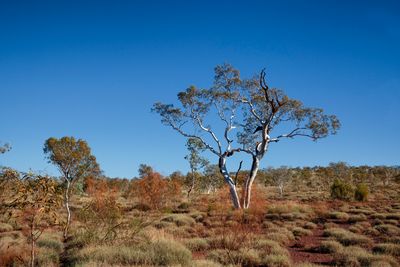 Karijini