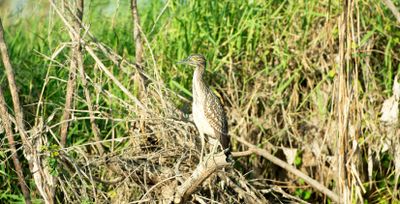Corroboree Billabong Wetland