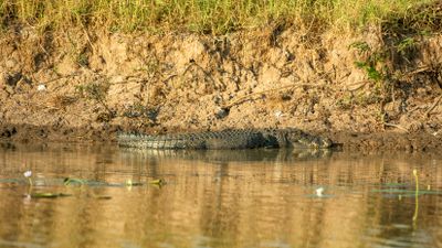 Corroboree Billabong Wetland