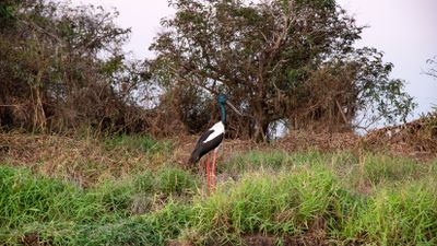 Corroboree Billabong Wetland