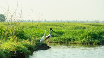 Corroboree Billabong Wetland