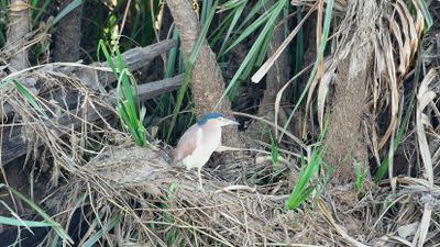 Corroboree Billabong Wetland