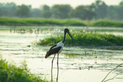Corroboree Billabong Wetland