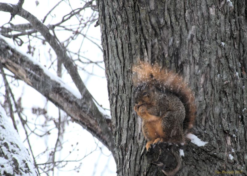 Squirrel