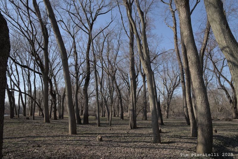 Trees