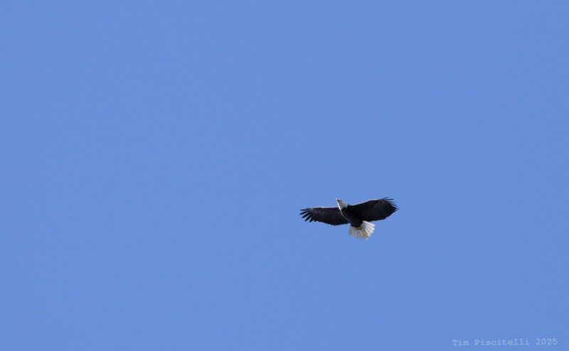 Eagle over WRG