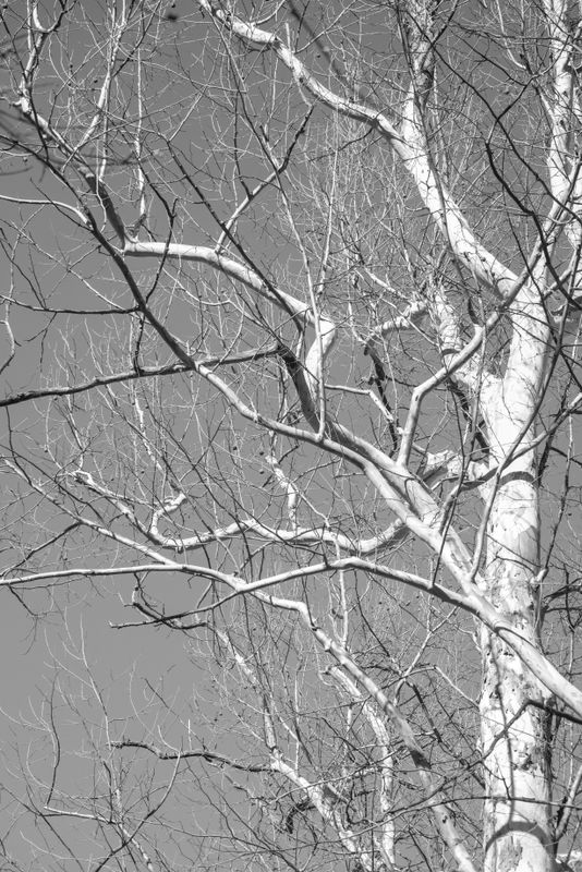 Old Birch