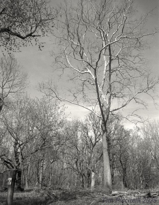 River Birch