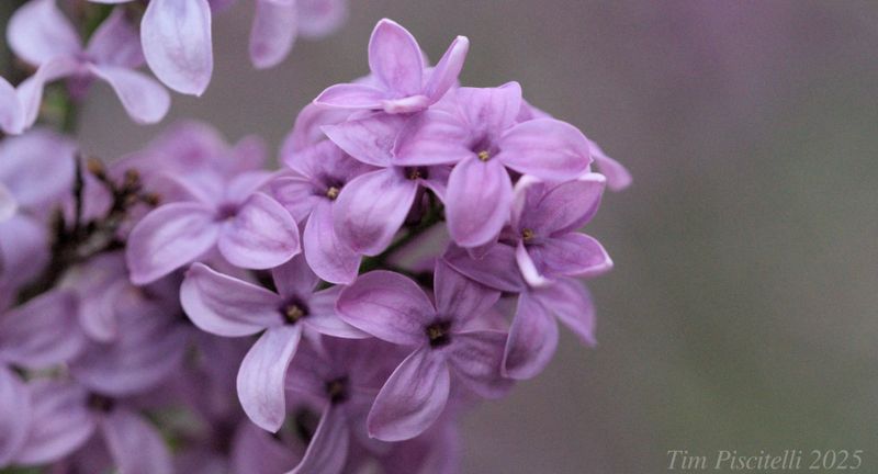 Lilacs in the wind